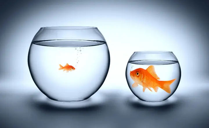 gold fish