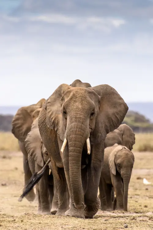 Elephants outside