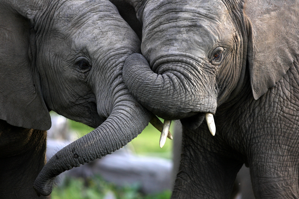 save the elephants